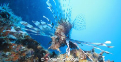 Lionfish was on the wreck. I used torch for lighting.
f/... by Yildirim Gencoglu 